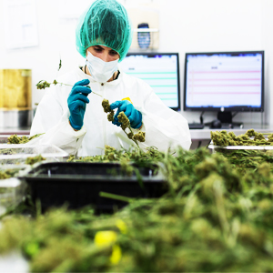 We Share ACMPR/MMPR/MMJPR Supply